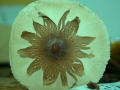 Fior fiore di fungo (L. Zonetti)